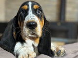 Des chiots Basset Hounds LOF disponibles à la vente
