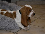 Des chiots Basset Hounds LOF disponibles à la vente