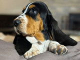 Des chiots Basset Hounds LOF disponibles à la vente