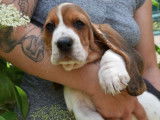 Des chiots Basset Hounds LOF disponibles à la vente