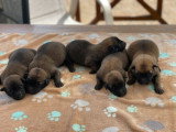 À réserver chiots Bergers Belges Malinois LOF