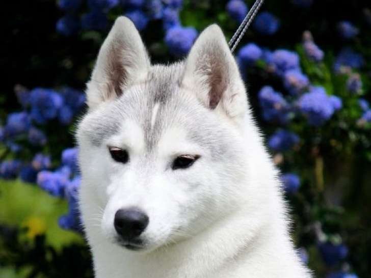 Chiot femelle Husky de Sibérie noir et blanc à acheter (LOF)