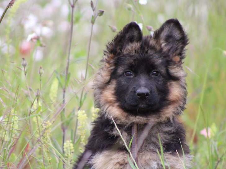 À réserver 5 chiots Bergers Allemands LOF