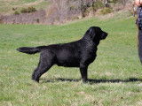 Un chiot mâle Labrador Retriever LOF noir disponible à la vente