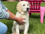 3 chiots mâles Golden Retrievers LOF fauve clair à acheter