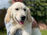 3 chiots mâles Golden Retrievers LOF fauve clair à acheter