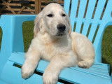 3 chiots mâles Golden Retrievers LOF fauve clair à acheter