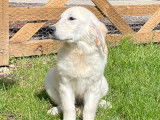 3 chiots mâles Golden Retrievers LOF fauve clair à acheter