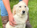 3 chiots mâles Golden Retrievers LOF fauve clair à acheter