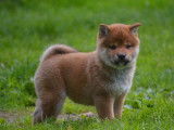 2 chiots femelles Shiba Inu LOF rousses &agrave; vendre