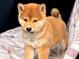 2 chiots femelles Shiba Inu LOF rousses &agrave; vendre
