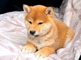 2 chiots femelles Shiba Inu LOF rousses &agrave; vendre