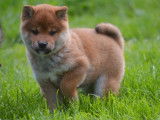 2 chiots femelles Shiba Inu LOF rousses &agrave; vendre
