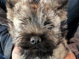 À acheter un chiot mâle Cairn Terrier LOF