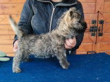 À acheter un chiot mâle Cairn Terrier LOF