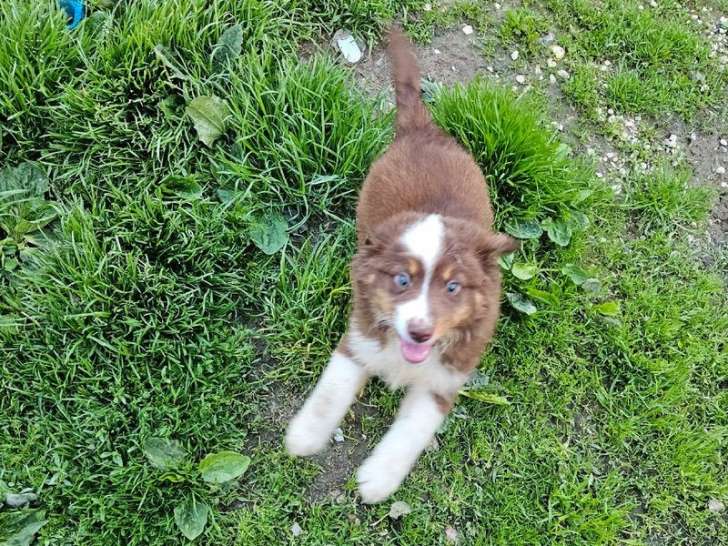Disponibles à l’achat 2 chiots mâles Bergers Américains Miniatures LOF