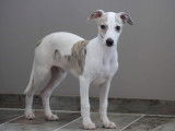 À vendre 4 chiots mâles Whippets LOF