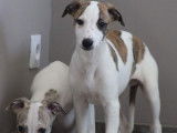 À vendre 4 chiots mâles Whippets LOF