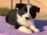 5 chiots Border Collies LOF bicolores à réserver