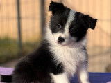 5 chiots Border Collies LOF bicolores à réserver