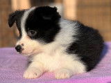 5 chiots Border Collies LOF bicolores à réserver