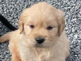 Un chiot femelle Golden Retriever LOF disponible à l’achat