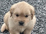 Un chiot femelle Golden Retriever LOF disponible à l’achat