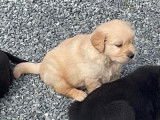 Un chiot femelle Golden Retriever LOF disponible à l’achat