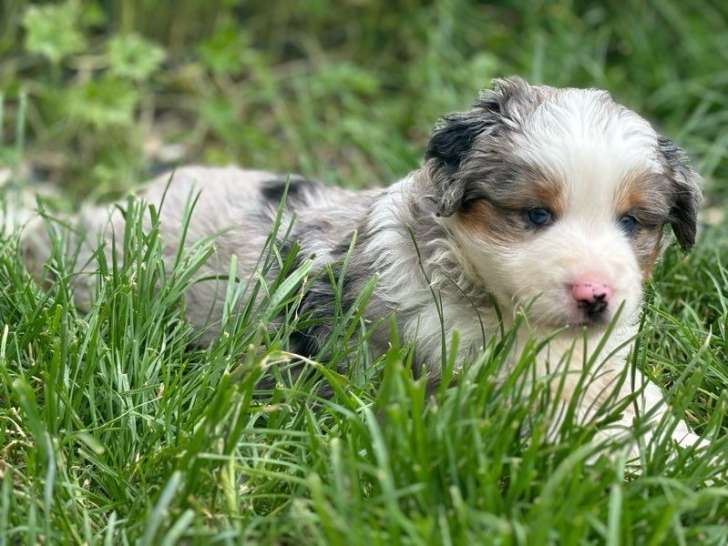 2 chiots femelles Bergers Américains Miniatures LOF à réserver