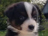 Des chiots Bergers Australiens disponibles à la réservation