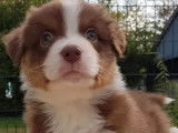 Des chiots Bergers Australiens disponibles à la réservation