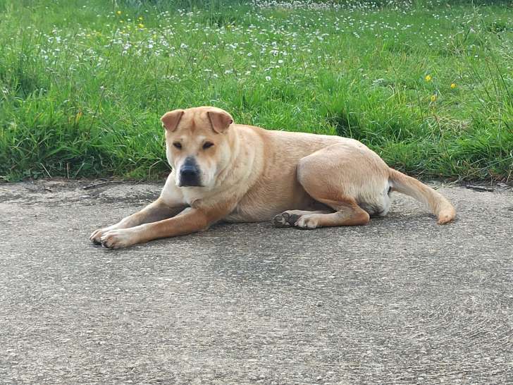 Disponible à l'adoption : chienne d'un an