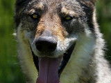 À accueillir : chien Loup Tchecoslovaque âgé de 4 ans