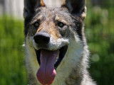 À accueillir : chien Loup Tchecoslovaque âgé de 4 ans