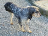 À la recherche d’un foyer : chienne Griffon Korthal
