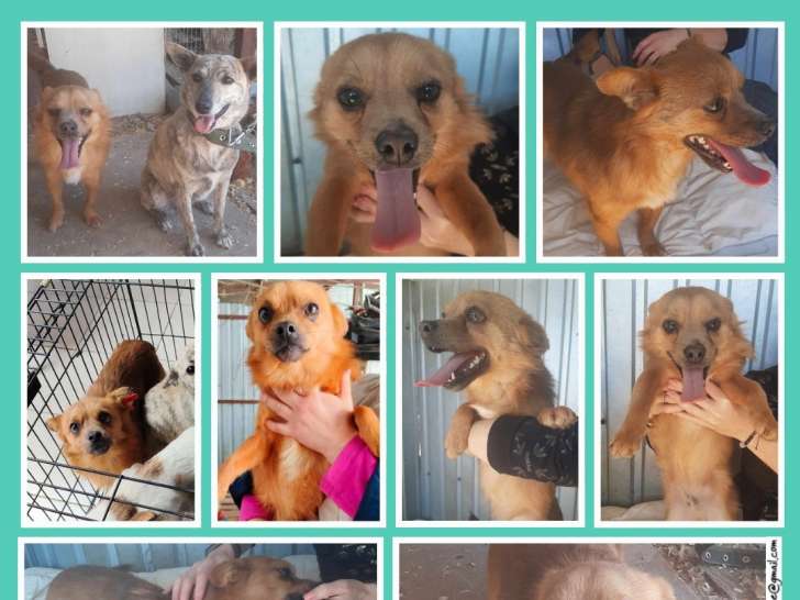 Chien Chihuahua à adopter