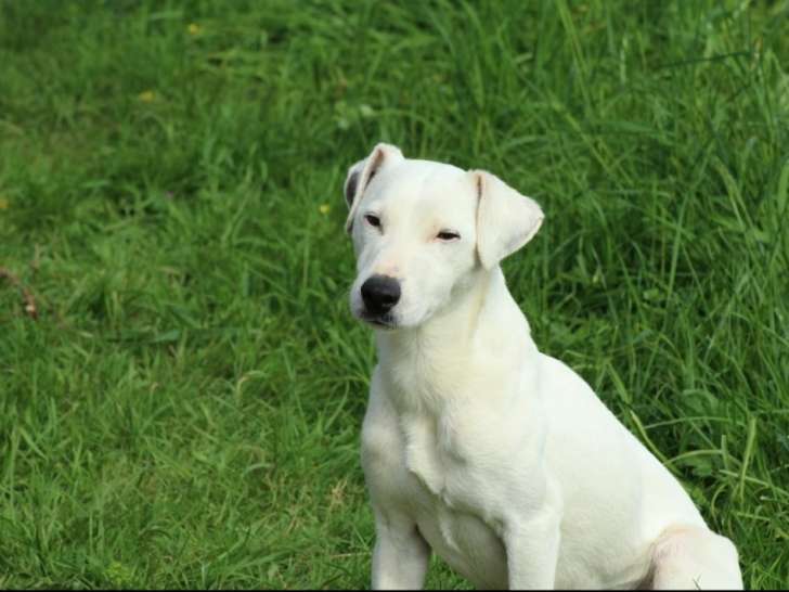 Jack Jack Russel de 11 ans à adopter