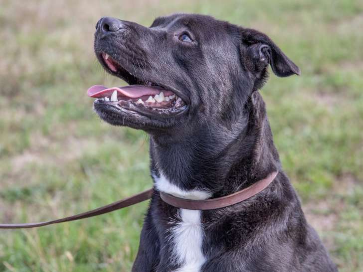 Tom, Labrador croisé Boxer de 4 ans à adopter