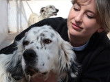 En quête d'une famille aimante : chien Setter Anglais