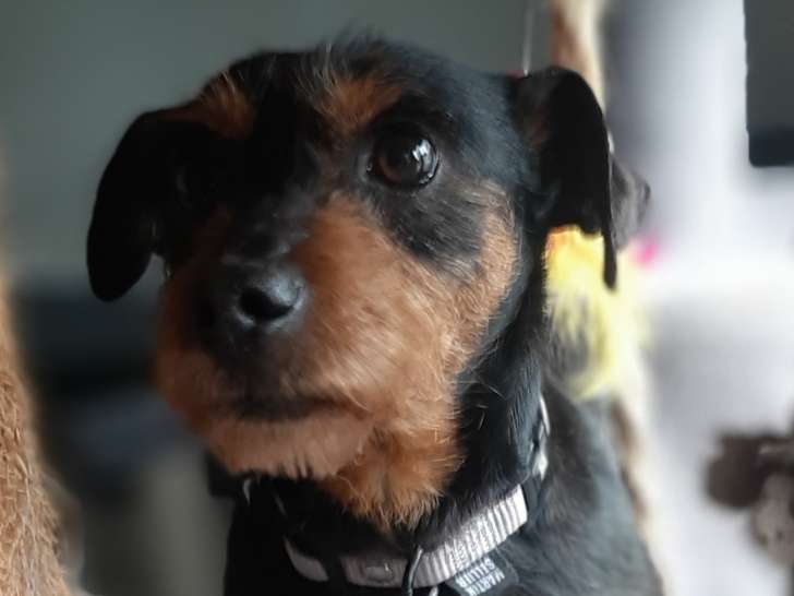 À la recherche d’une famille : chien noir et feu