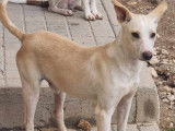 Chien blanc à adopter