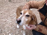 Chien de 11 ans en attente d'un foyer convivial