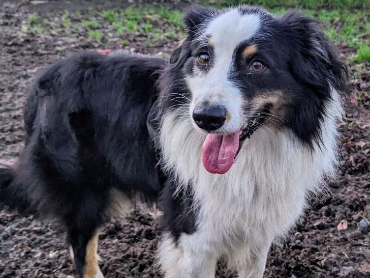 À accueillir : chien Berger Australien