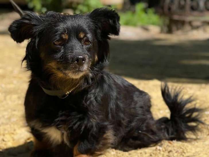 En quête d'un foyer : chiot femelle de 5 mois