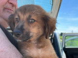 Adoption disponible : chiot mâle de 4 mois