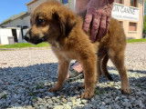 Adoption disponible : chiot mâle de 4 mois
