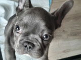 Chiot Bouledogue Fran&ccedil;ais bleu &agrave; vendre