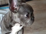 Chiot Bouledogue Fran&ccedil;ais bleu &agrave; vendre