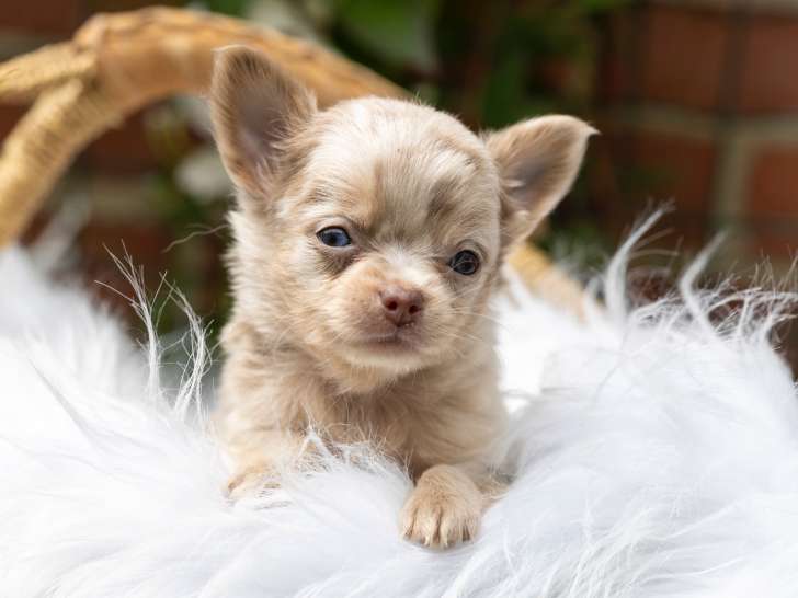 Magnifiqus chiots Chihuahua à poil long à vendre