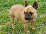 Femelle Bouledogue Francais à vendre
